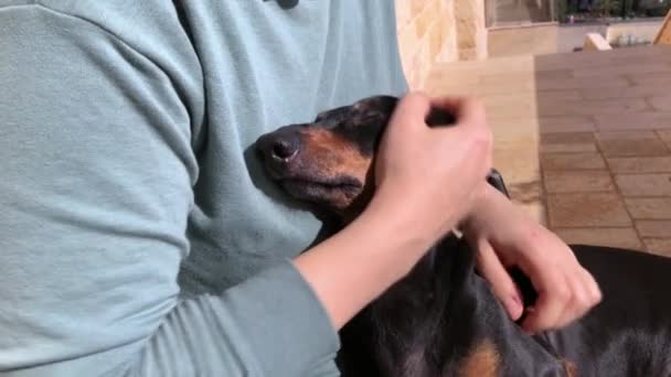 Meisje strelen gelukkig teckel zitten op haar schoot buiten op warme zonnige dag, close-up. vrouw maakt hoofd massage naar geliefde hond, juiste huisdier zorg. — Stockvideo