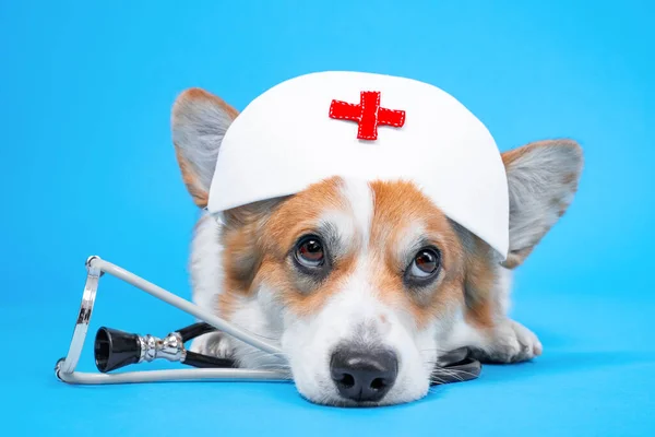 Hemşire ya da doktor kıyafeti giymiş yorgun bir köpek mavi arka planda stroboskopta yatıyor. Hayvan tedavisi kavramı