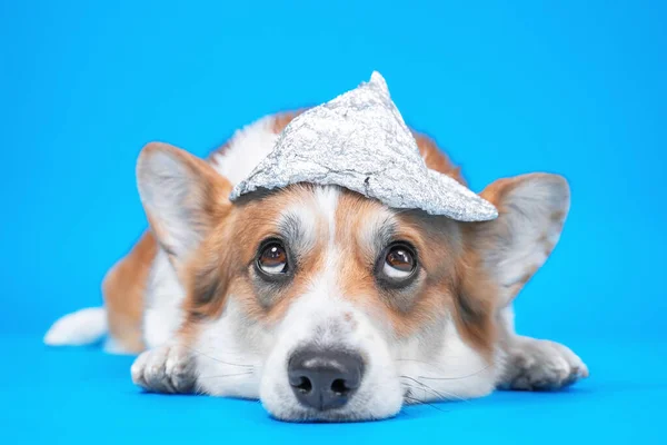 Funny welsh corgi pembroke or cardigan dog with grim facial expression in foil hat lies and looks up on blue background, front view, copy space. Conspiracy theories drive people and pets crazy. — Stock Photo, Image