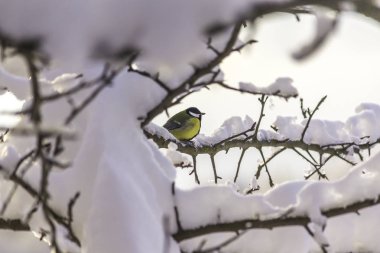 Büyük baştankara (Parus major) bir kar yağışı sonra bir dal üzerinde oturan bir sarı meme ile. Soğuk günler, kar bir çok. Kış ortasında.