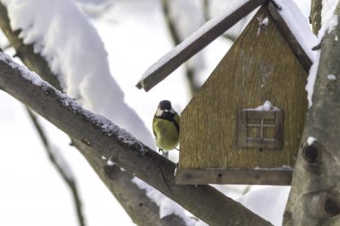 Büyük baştankara (Parus major) kuş besleyici uçtu. Soğuk günler, kar bir çok. Kış ortasında.
