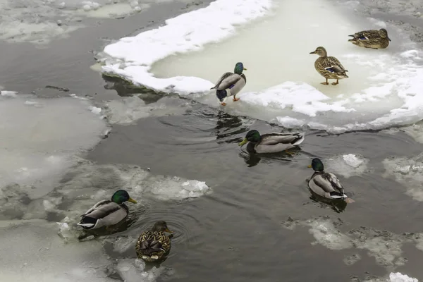 Wild Ducks Living Ice Floes Winter Cold Water Ice Photo — Stock Photo, Image