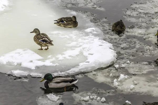 Wildenten Die Zwischen Eisschollen Leben Winter Kaltes Wasser Eis Foto — Stockfoto