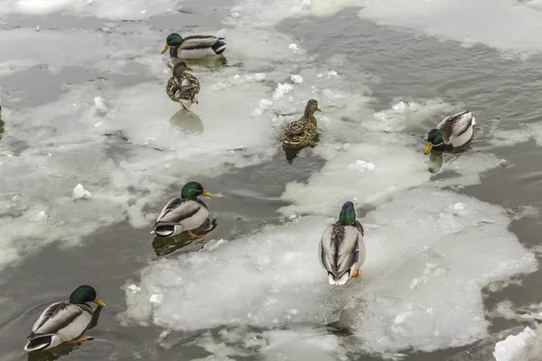 Wildenten Die Zwischen Eisschollen Leben Winter Kaltes Wasser Eis Foto — Stockfoto