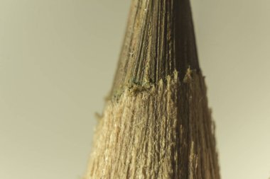 Kahverengi bir kalem makro fotoğrafçılığı. Kahverengi kurşun. Bir kalem mekanik keskinleştirme. Sanat, Hobiler, eğitim hakkında site için fotoğraf.