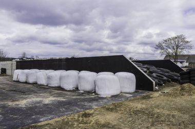 Saman ve Silaj balya beyaz zar içinde sarılı. İnekler kış için yiyecek silo pitin yanına depolanır. Süt çiftlikte Podlasie, Polonya.