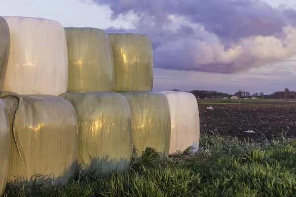 Apiladas Como Una Pirámide Balas Redondas Heno Ensilado Envueltas Una — Foto de Stock