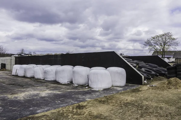 Bales Hay Silage Wrapped White Membrane Food Cows Winter Stored — Stock Photo, Image