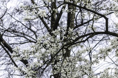 Yaprakları olmayan bir ağacın arka planına karşı manolya çiçekleri ile Dalları. Doğa, renkler, ekoloji, mevsimler hakkında sitede beyaz güzel çiçekler.