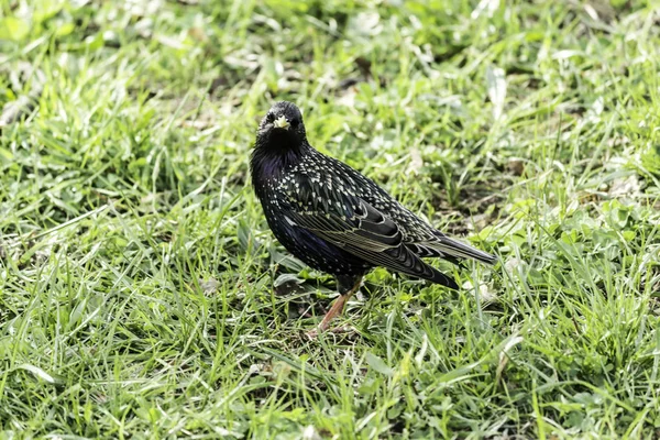 Starling Pięknym Ulewem Szuka Jedzenia Zielonej Trawie Zdjęcie Stronie Przyrodzie — Zdjęcie stockowe