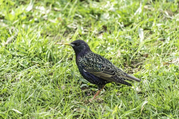 Starling Beautiful Plumage Looking Food Green Grass Photo Site Nature — Stock Photo, Image