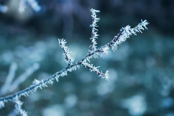 Παγωμένο χειμώνα κλαδί δέντρου — Φωτογραφία Αρχείου