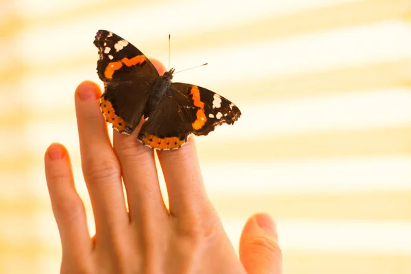 Πεταλούδα Κάθεται Στο Χέρι Του Κοριτσιού — Φωτογραφία Αρχείου