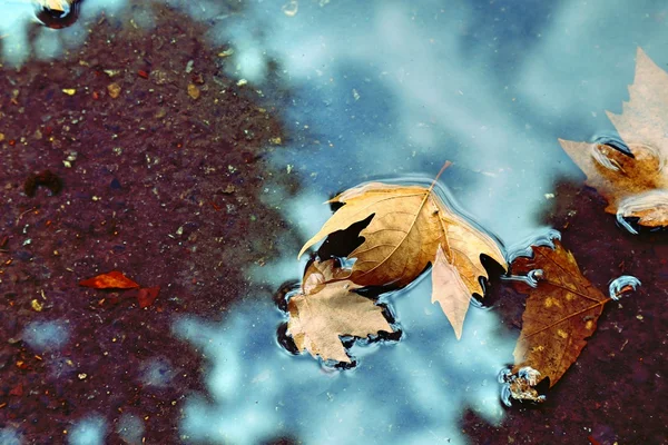 Foglie di platano giallo nella pozzanghera con riflesso autunnale blu cielo. Grande stagione texture piovosa con umore autunnale. Natura all'aperto settembre sfondo . — Foto Stock