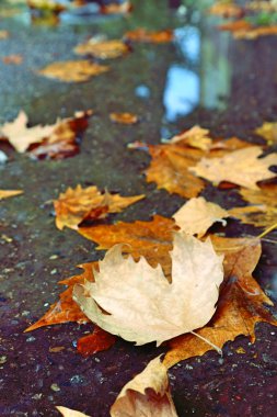 Sarı renkli ağaçlar gölette sonbahar mavisi gökyüzü yansıması oluşturur. Sonbahar modunda, yağışlı, harika bir mevsim. Doğa Eylül arka planı.