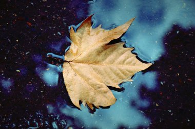 Sarı renkli ağaçlar gölette sonbahar mavisi gökyüzü yansıması oluşturur. Sonbahar modunda, yağışlı, harika bir mevsim. Doğa Eylül arka planı.