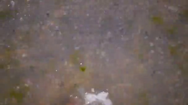 pieds nus mâles marchant sur le fond marin plein de coquillages 