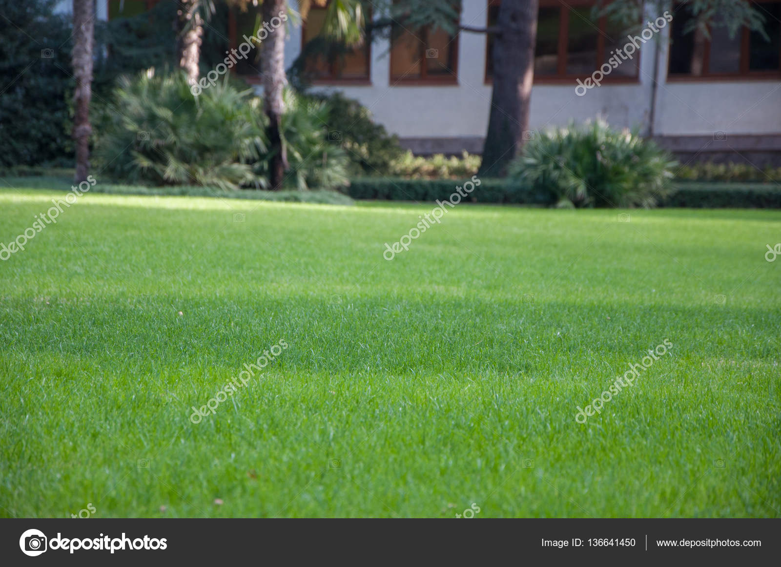 Palmen auf grünem Rasen in einem exotischen Park - Stockfotografie
