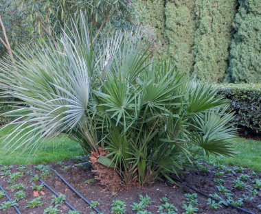 Park'ın bahçesinde küçük palmiye ağaçları
