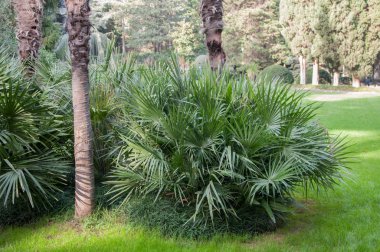 Park'ın bahçesinde küçük palmiye ağaçları