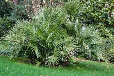 Park'ın bahçesinde küçük palmiye ağaçları