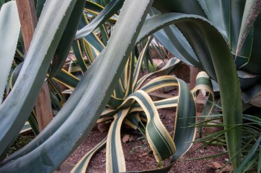 büyük egzotik bitki yucca