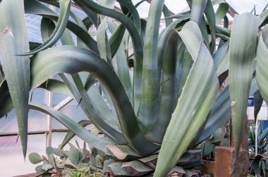 büyük egzotik bitki yucca