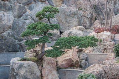 Bonsai bir kayalık yamaç