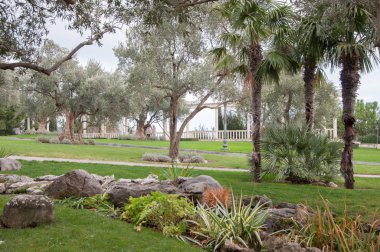 zeytin ağaçları ve avuç içi egzotik bir park