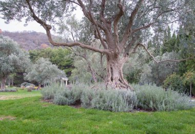 zeytin ağacı ve lavanta egzotik bir park yeşil çim üzerinde