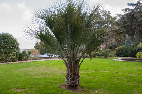 Kleine palmboom op het grasveld in het park — Stockfoto