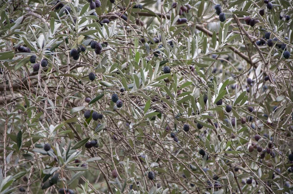 Gren av ett olivträd närbild — Stockfoto