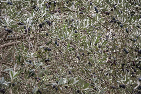 Gren av ett olivträd närbild — Stockfoto