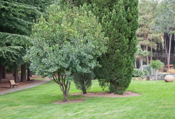 egzotik bir Park'ın bahçesinde yeşil ağaç