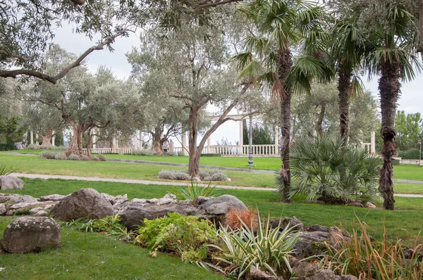 Olijfbomen en palmen in een exotisch park — Stockfoto