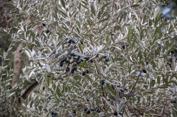 Pobočka olivovník zblízka — Stock fotografie