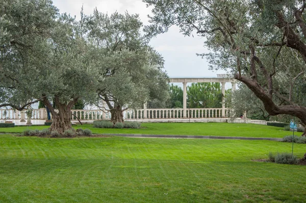 橄榄树和异国情调的公园里的草坪 — 图库照片