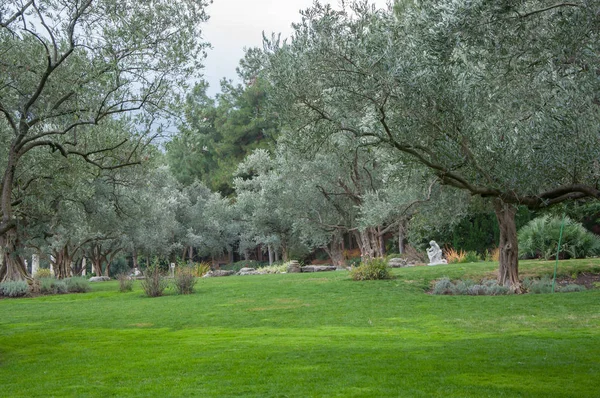 Olajfák és a gyep, egy egzotikus Park — Stock Fotó