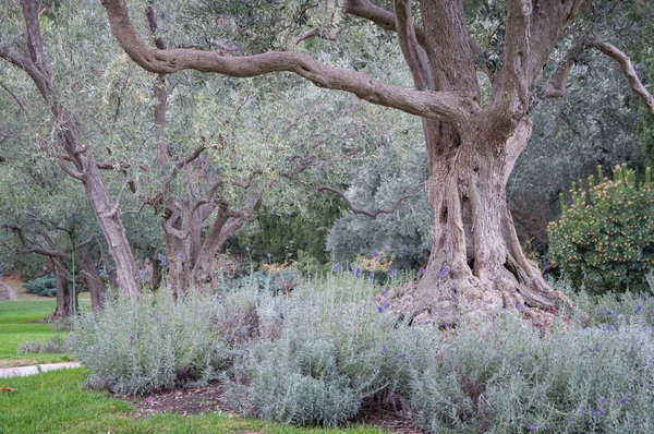 Olijfboom en lavendel op een groen gazon in een exotisch park — Stockfoto