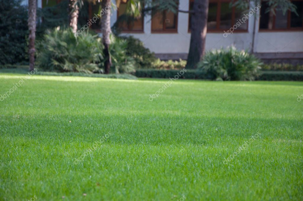 Palmen auf einem Hintergrund von grünen Rasen in einem exotischen park