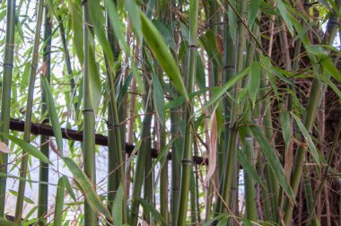 Bambu yakın parlak güneşin altında bırakır