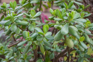ağaç yeşim bitkisi yaprakları yakın çekim