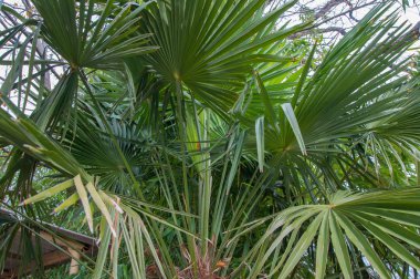 güzel yeşil palmiye dalları yakın çekim