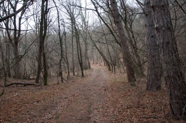 güzel peri sonbahar orman dağlarda