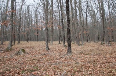 güzel peri sonbahar orman dağlarda