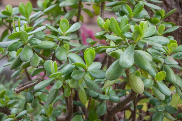 ağaç yeşim bitkisi yaprakları yakın çekim