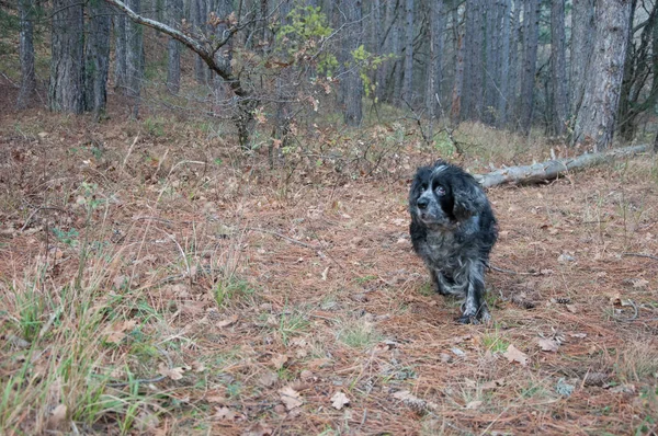 Sonbahar ormanda çalışan İspanyol av köpeği