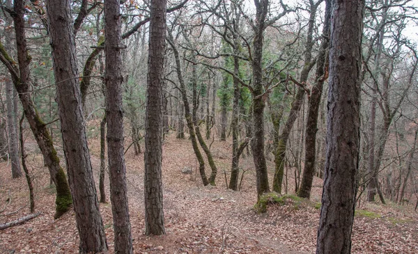 Bela fada floresta de outono nas montanhas — Fotografia de Stock