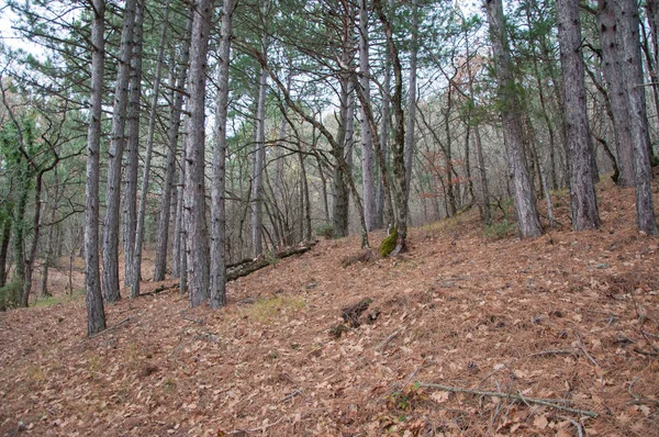 Belle forêt d'automne de fées dans les montagnes — Photo