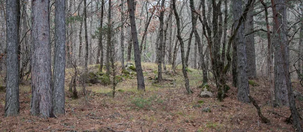 Красивый сказочный осенний лес в горах — стоковое фото
